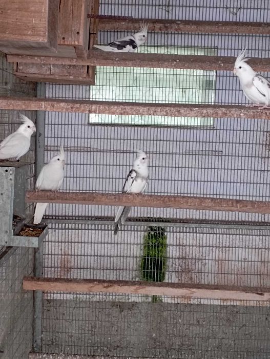 Casal de caturras prontas a criar