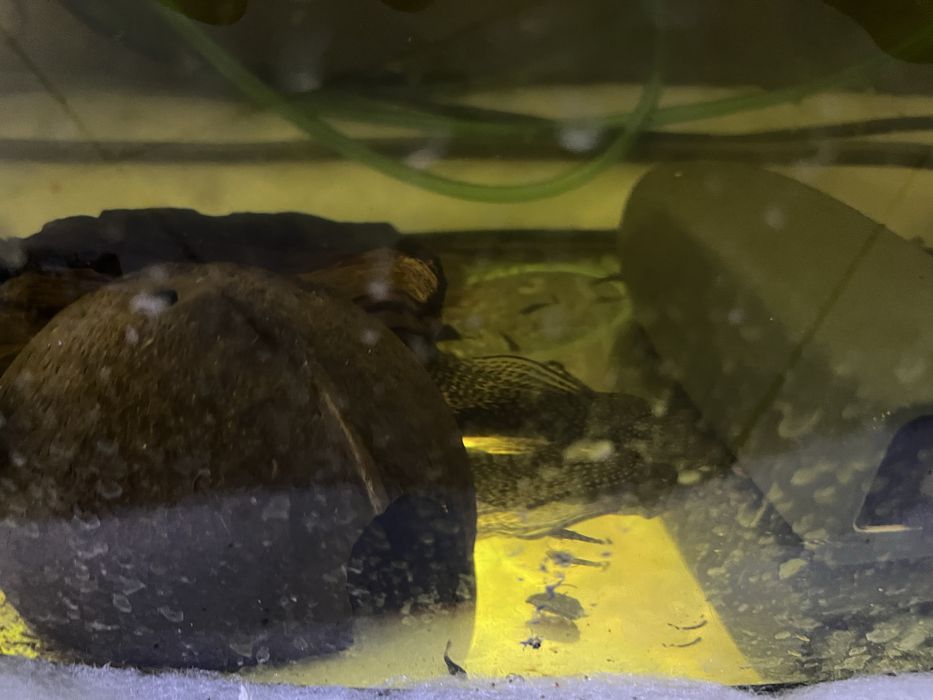 Zbrojnik Ancistrus rożne odmiany