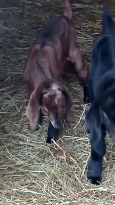 Козлята ищут дом