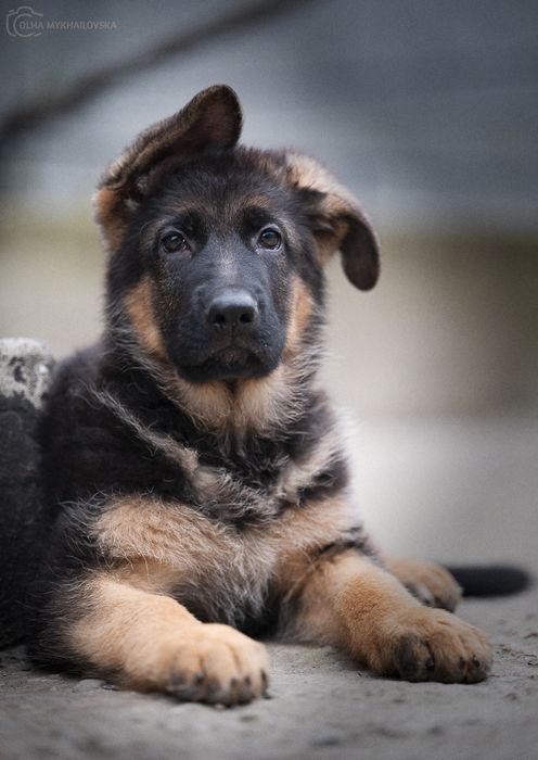 Цуценята німецької вівчарки