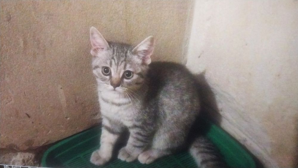 Девочка котенок скоттишь страйт 3 месяца