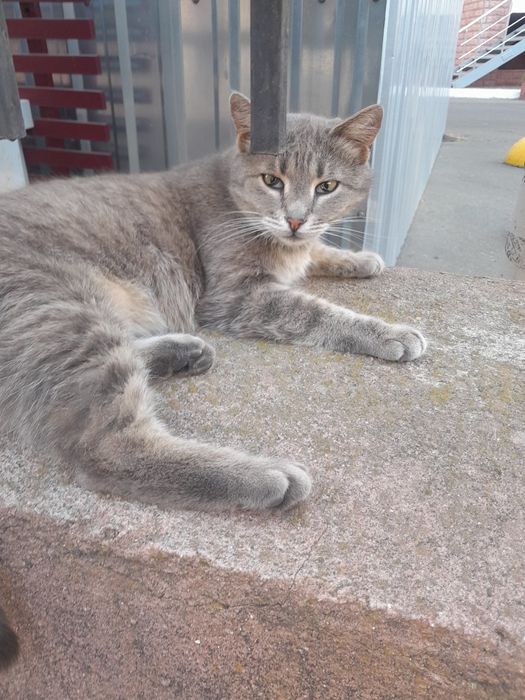 Одам кота красивый