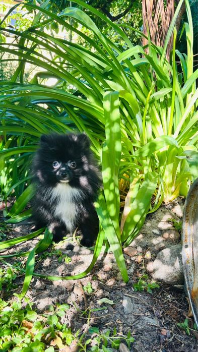 Szpic miniaturowy pomeranian piesek czarny