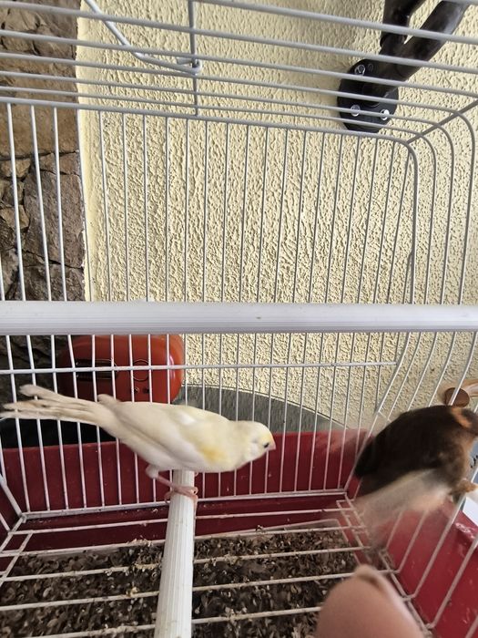 Cedo canários machos a cantar, com várias cores