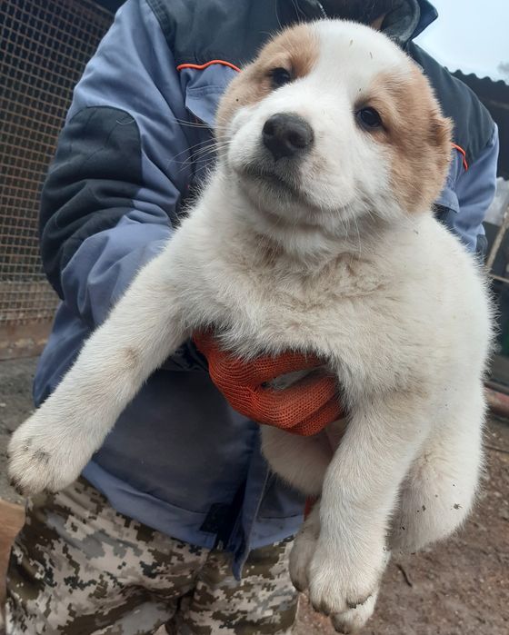 Щенки Среднеазиатской овчарки Алабай
