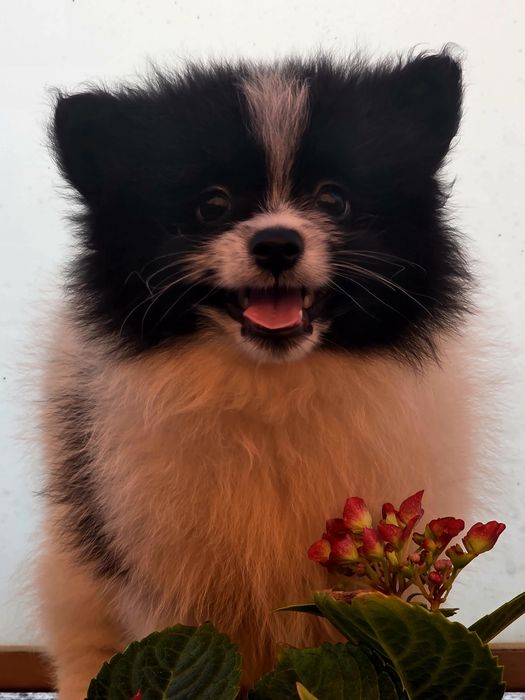 Spitz Lulu Macho