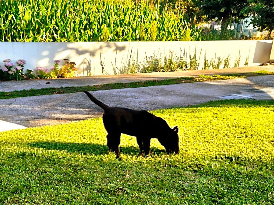 Labrador Preto Pruro