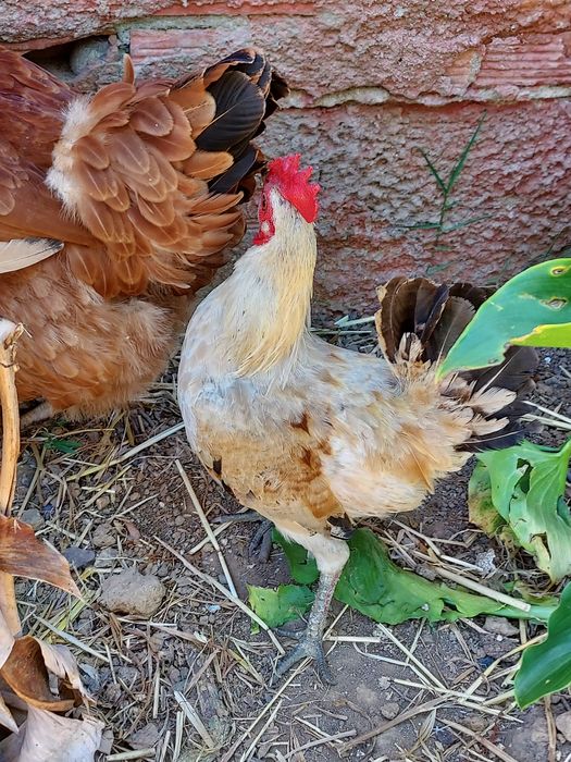 Galo, galicho, coquicho, cocoa, garnize
