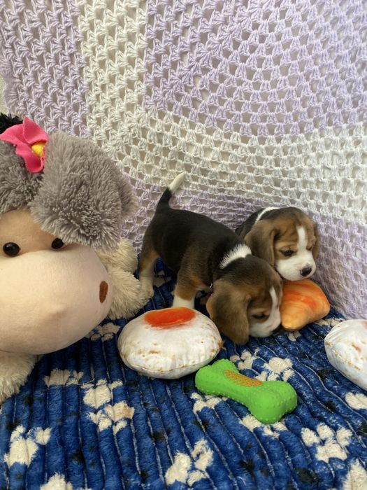 Цуценята бігля з документами КСУ