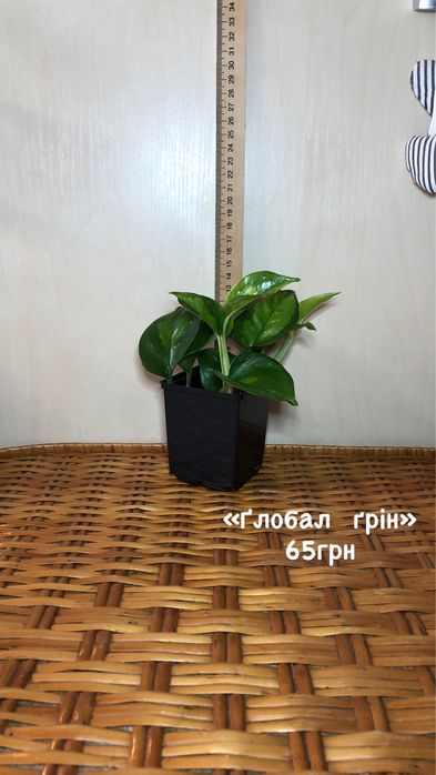 епіпремнум/каланхоє/філодендрон/фікус