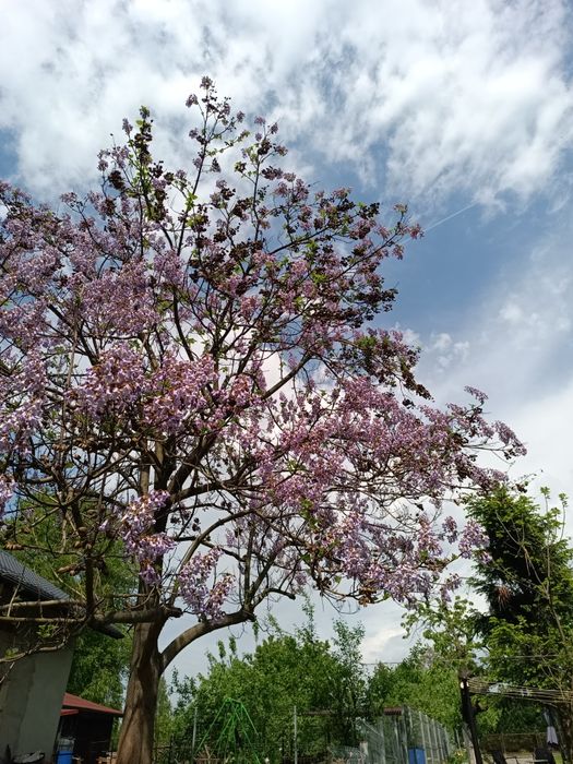 Cesarskie drzewo paulownia sadzonki