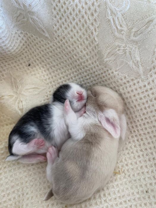 Coelhinhos anões mini lop (orelhudos)