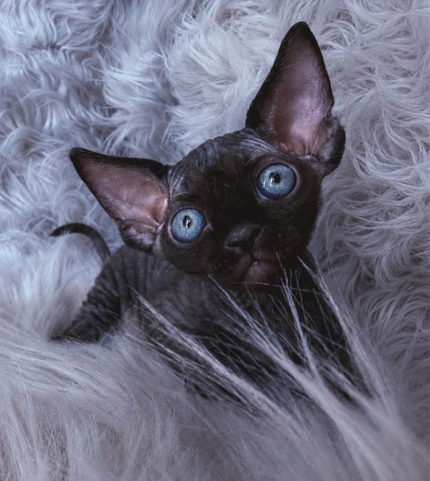 JETT Hasu’Neko*PL - kocurek Devon Rex z rodowodem FIFe/FPL