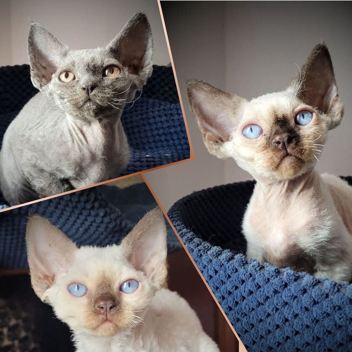 Kociak Devon Rex - Felis Polonia