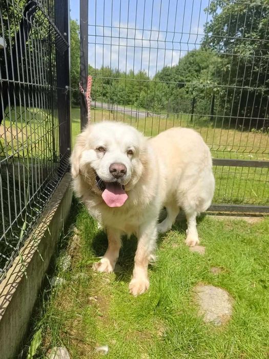 Budyń-do adopcji – wyjątkowy pies w typie owczarka podhalańskiego, oddam psa