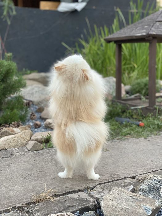 Померанський шпіц