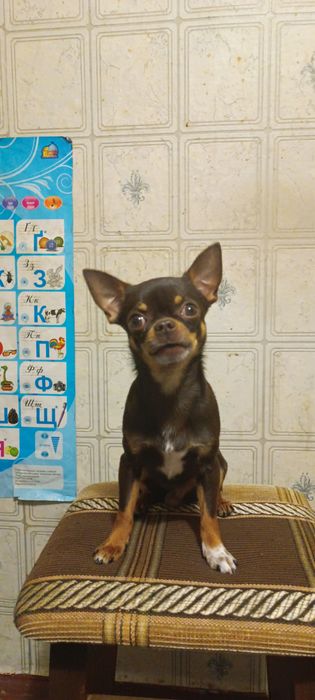 В'язка Чихуахуа міні