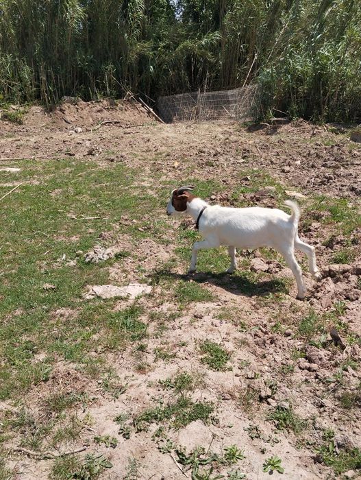 Cabrito boer 80%