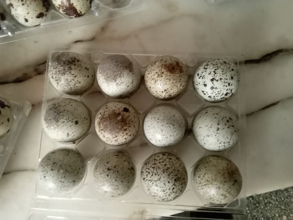 Vendo ovos de codorniz para comer e incubação