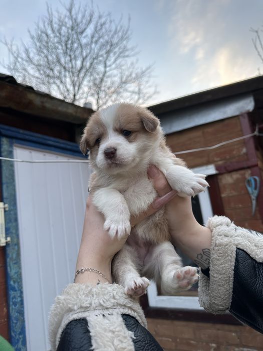 Віддамо цуценят у добрі ручки, які будуть піклуватись