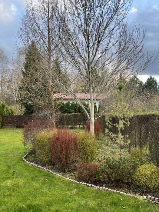 Działka ROD. Krępa Rosa. Chojnowski Park Krajobrazowy. Zalesie Górne.