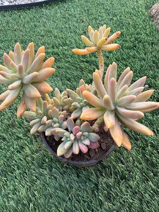 Suculentas Sedum Pachyphyllum Jelly Beans e Graptosedum Francesco Baldi preço 1€