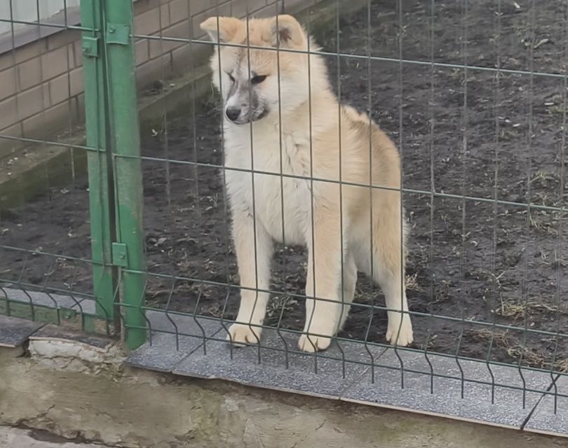 Девочка акита ину.