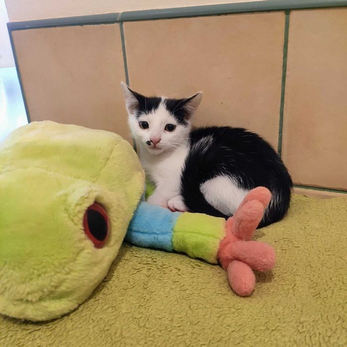 Merlin-kot do pokochania od zaraz