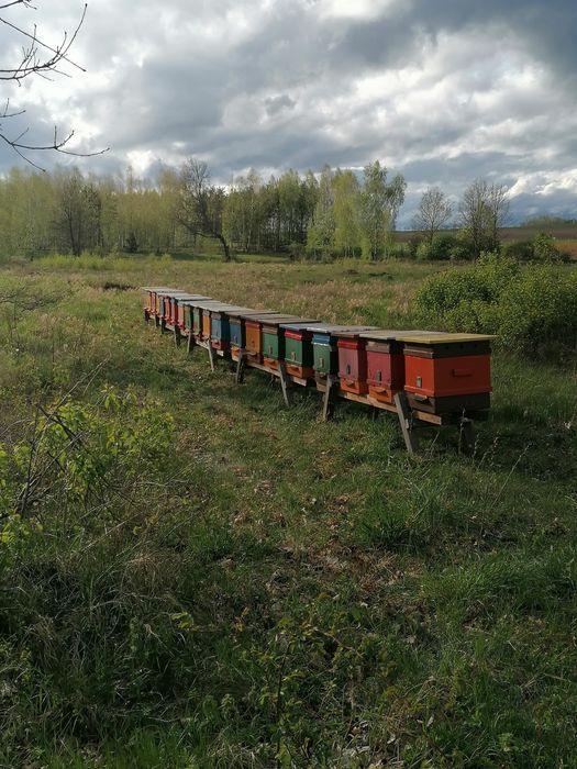 Sprzedam pszczele rodziny