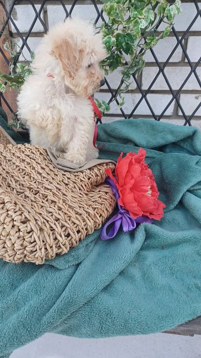 Я чудесна дівчинка -Мальтіпу Ф1