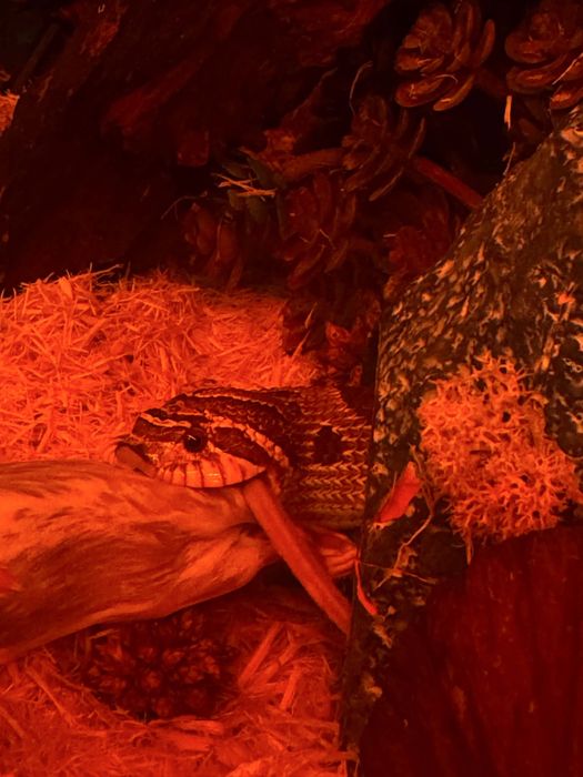 Heterodon Zachodni Conda 2 letnia samica