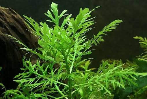 Plantas aquáticas conj. 5 mudas