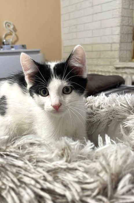 Котик. 2 місяці. Чудовий