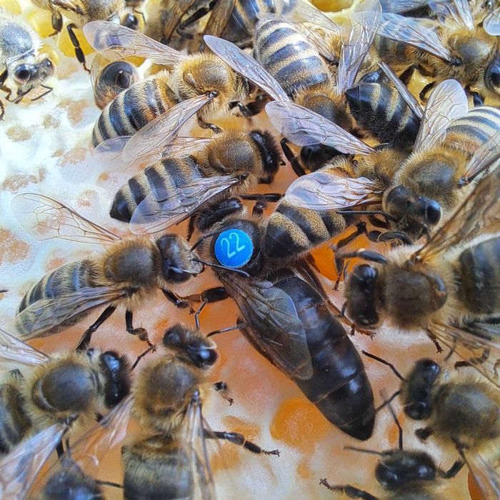 Matki pszczele 25 zł