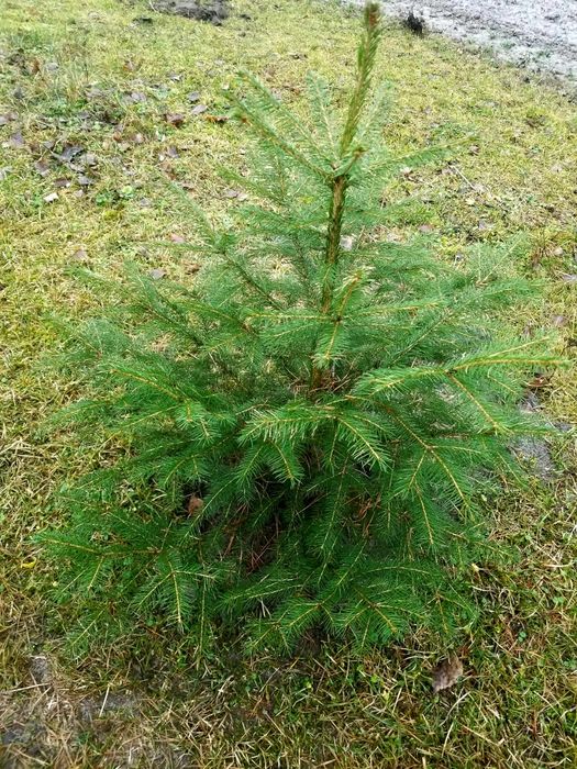 Сосна звичайна саджанці