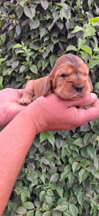 Cocker Spaniel Angielski