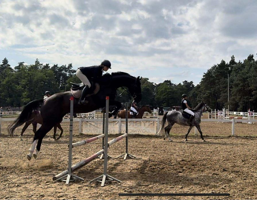 Kary wałach wielkopolski 5 lat