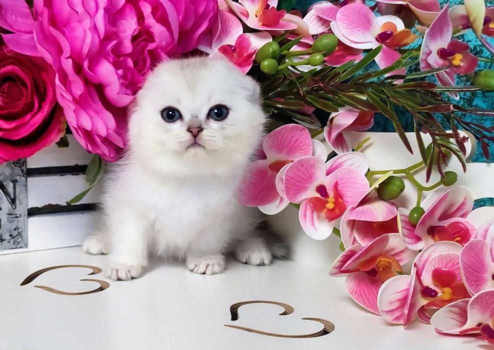 Шотландський висловухий Срібляста шиншила хлопчик Унікум