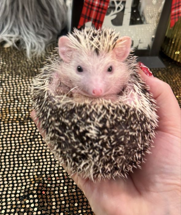 Jeż jeże jeżyk pigmejski Hodowla Kujaki Słodziaki k.Zdrowia