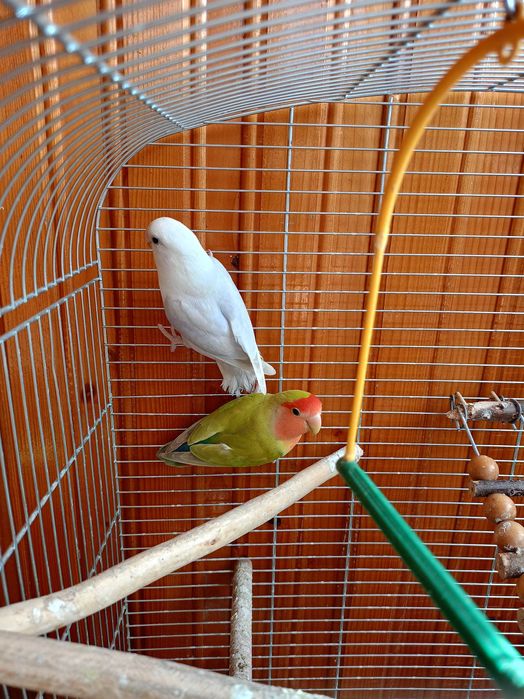 Sprzedam parę papug nierozlaczek