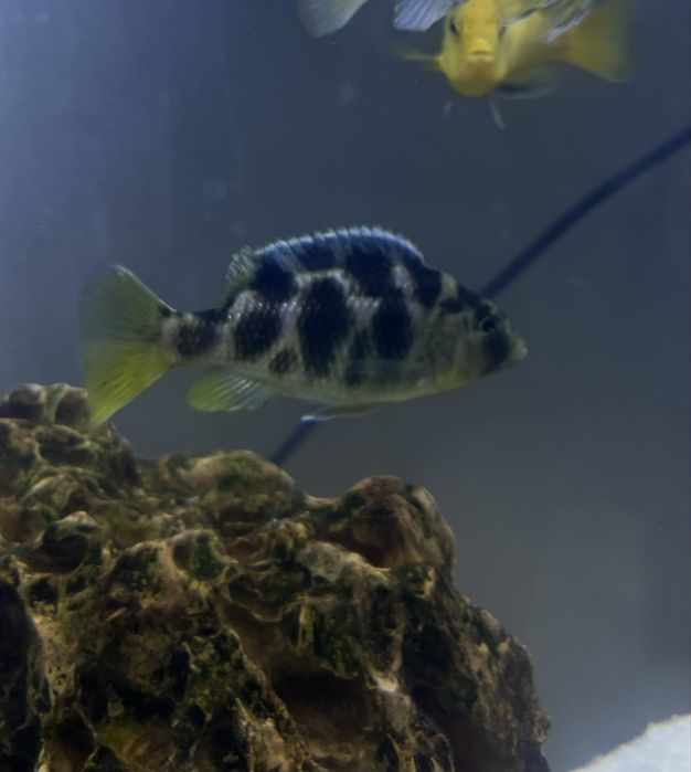 Ciclideo Nimbochromis femea