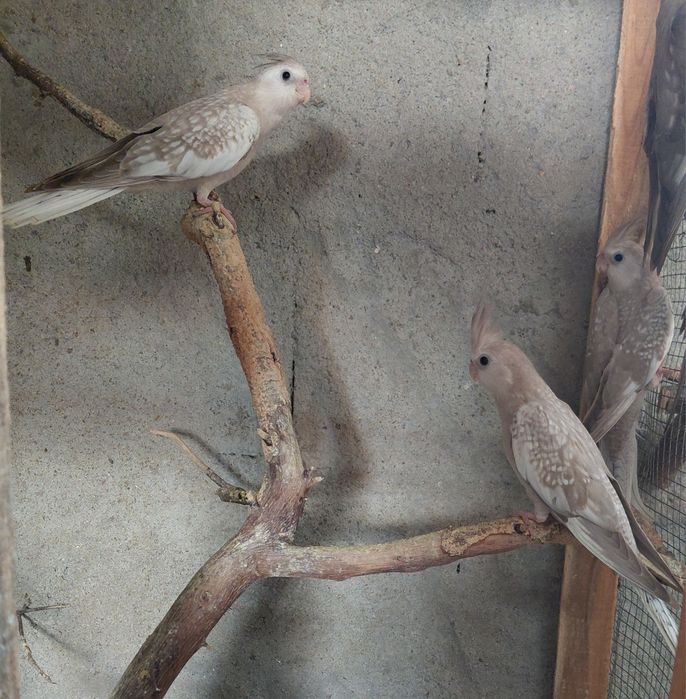 Caturras pérola face branca e amarela e caturra femea albina