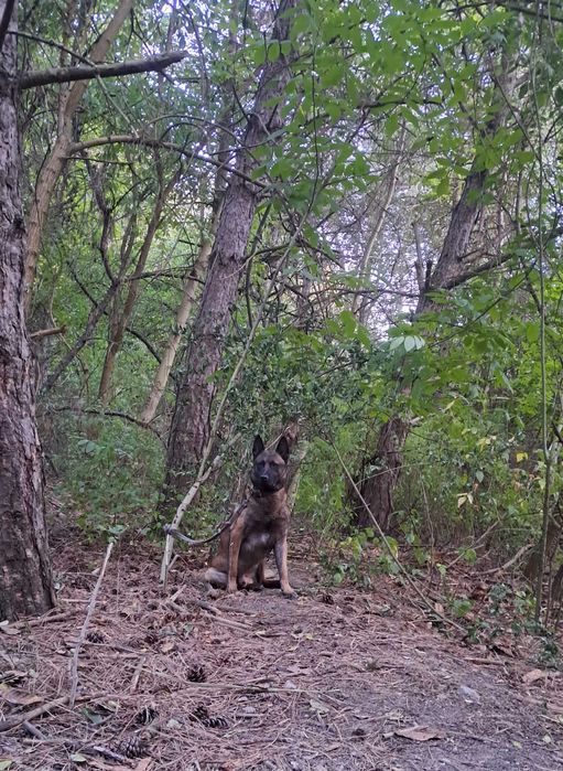 Каб'єль на в'язку