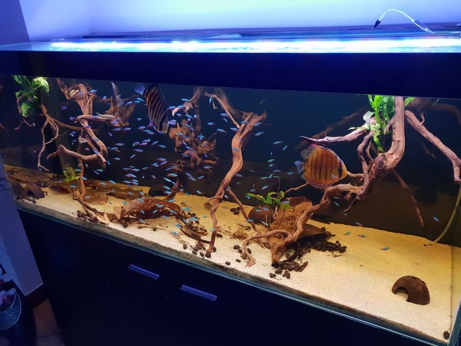 Aquario 150×50×60