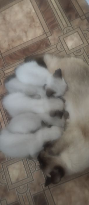 Кошенятка колор-поїнт