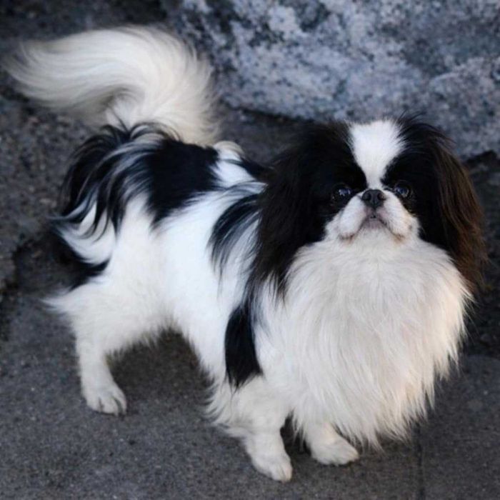 Chin japoński zkwp fci