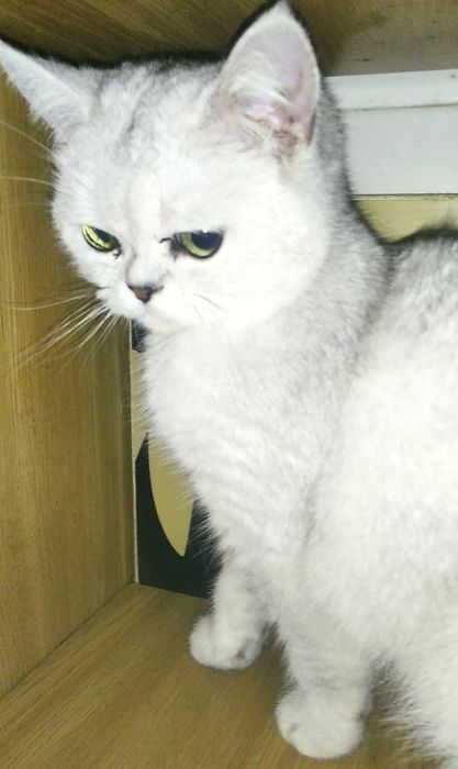 Котик шукає родину