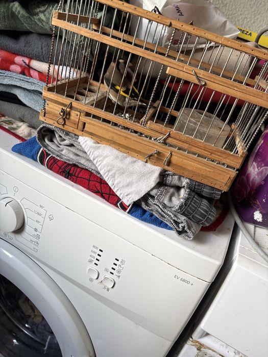 Boas vendo ou troco galos por galinhas ou vendo