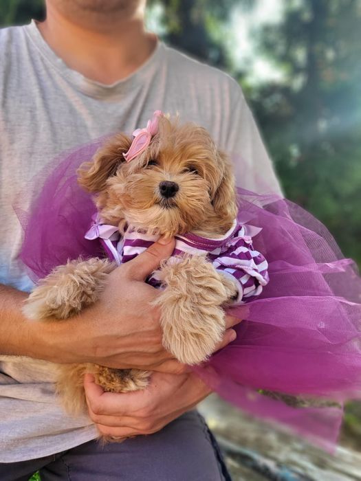 Карамельна мальтіпу дівчинка з паспортом і щепленнями