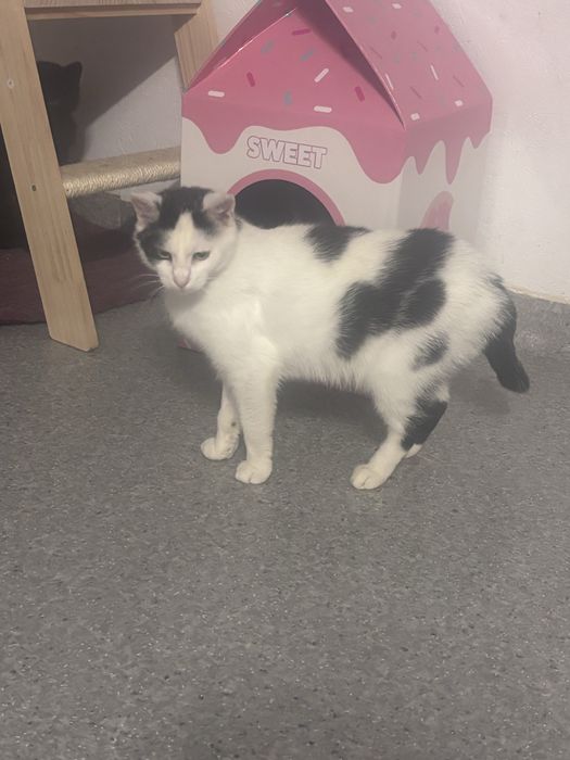 Bajka mloda koteczka do adopcji